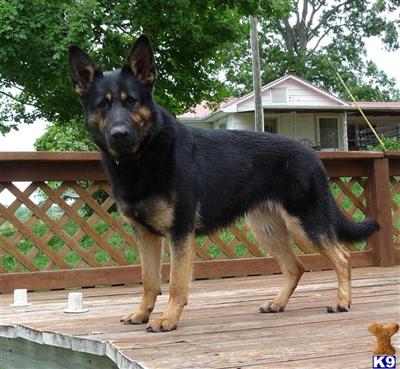 German Shepherd Puppies for Sale